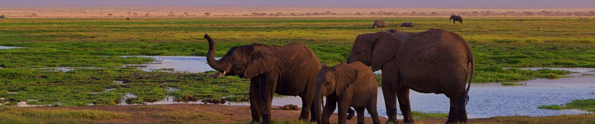 Sawa Africa Adventures - Serengeti and Kilimanjaro
